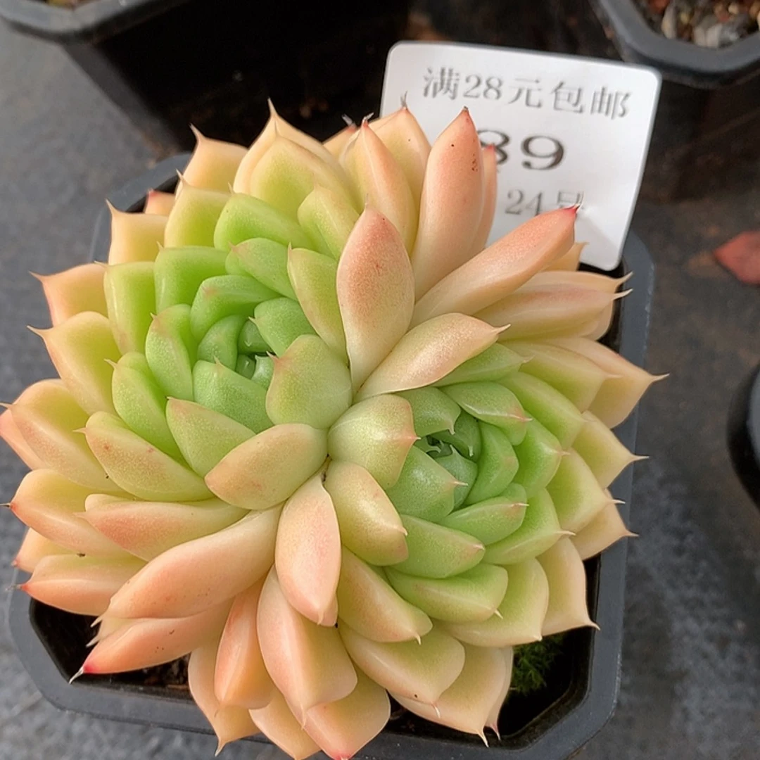 【闪购商品】云89号麦秆