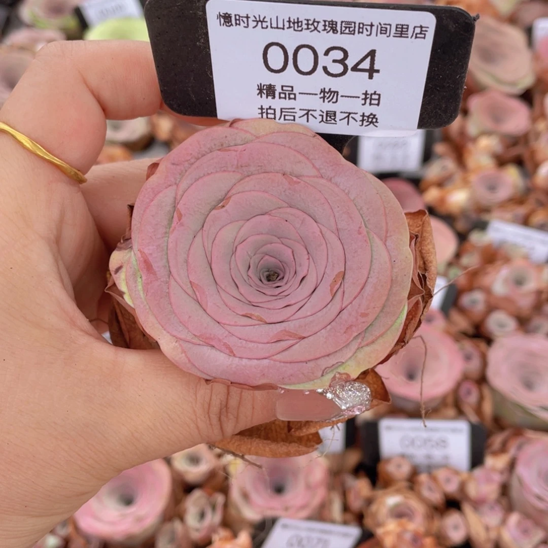 山地玫瑰0034裸根发货断枝不包损不售后