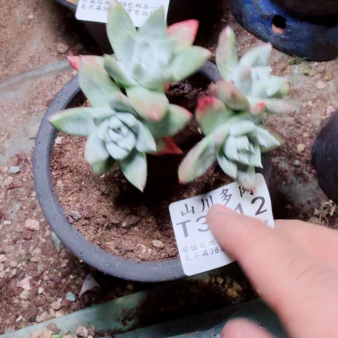 3112拇指苹果叶多肉