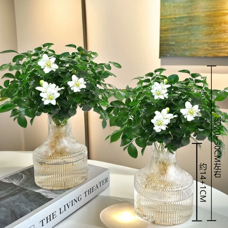 【 买一送一】九里香水培植物盆栽室内绿植驱虫净化空气好养花卉