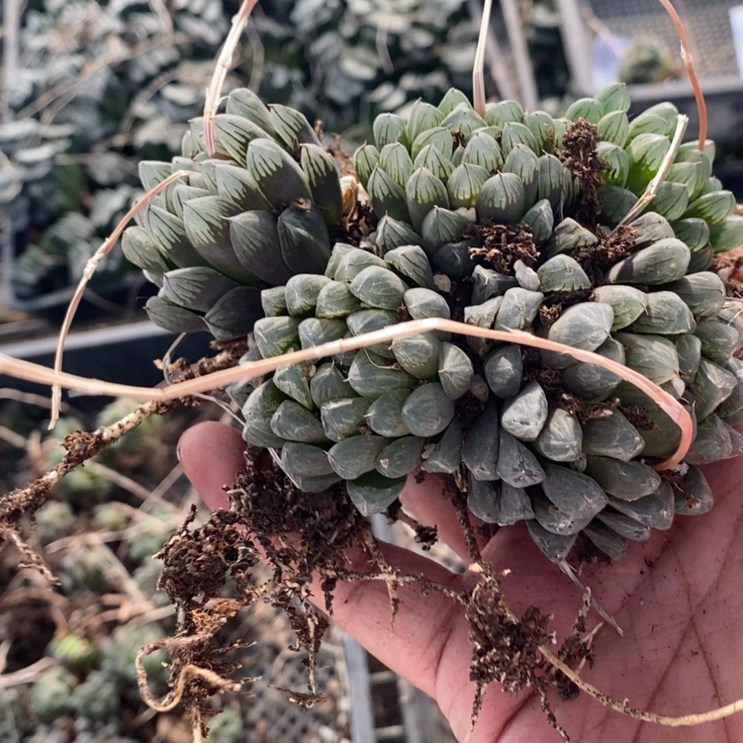 17114。一颗实生雨露群 618福利