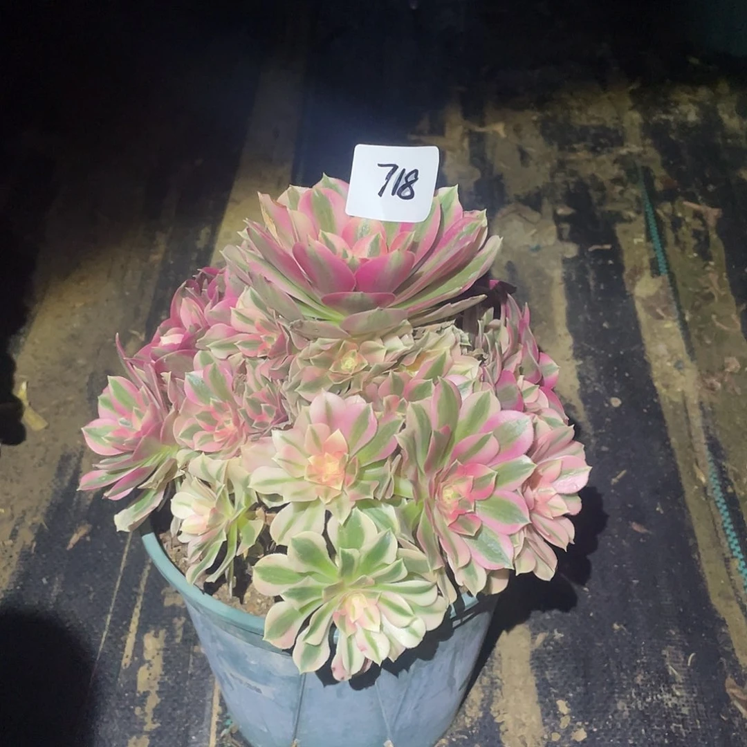 718法师植物粉女巫