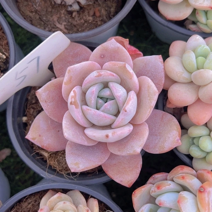 健健康康平平安安