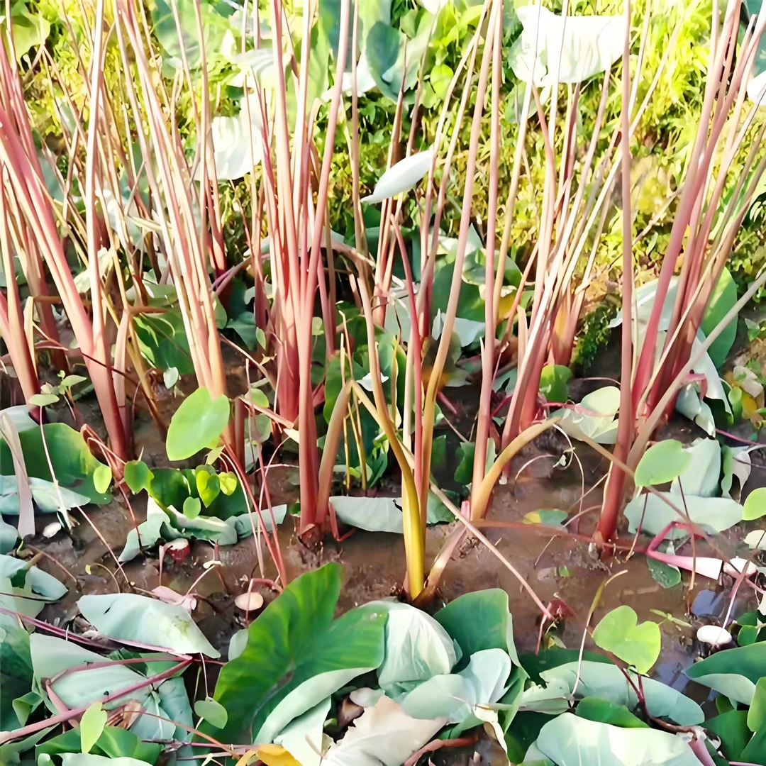 云南德宏芒市-野生芋荷花