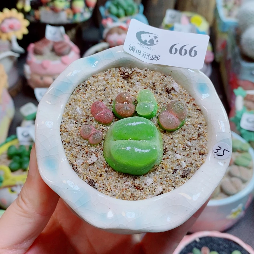 生石花花花花花花666