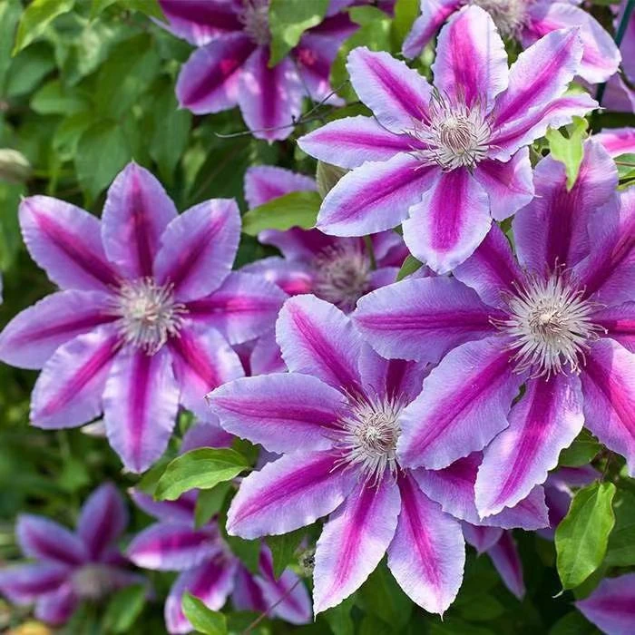 铁线莲 博士 耐寒耐热多季节开花庭院阳台盆栽地栽都可以