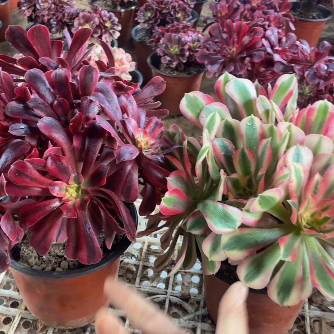 长叶片美杜莎+大颗粉女巫