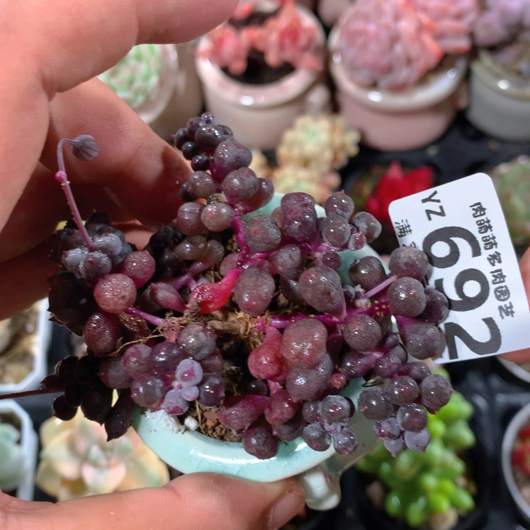 5CM拇指盆精控多肉YZ692