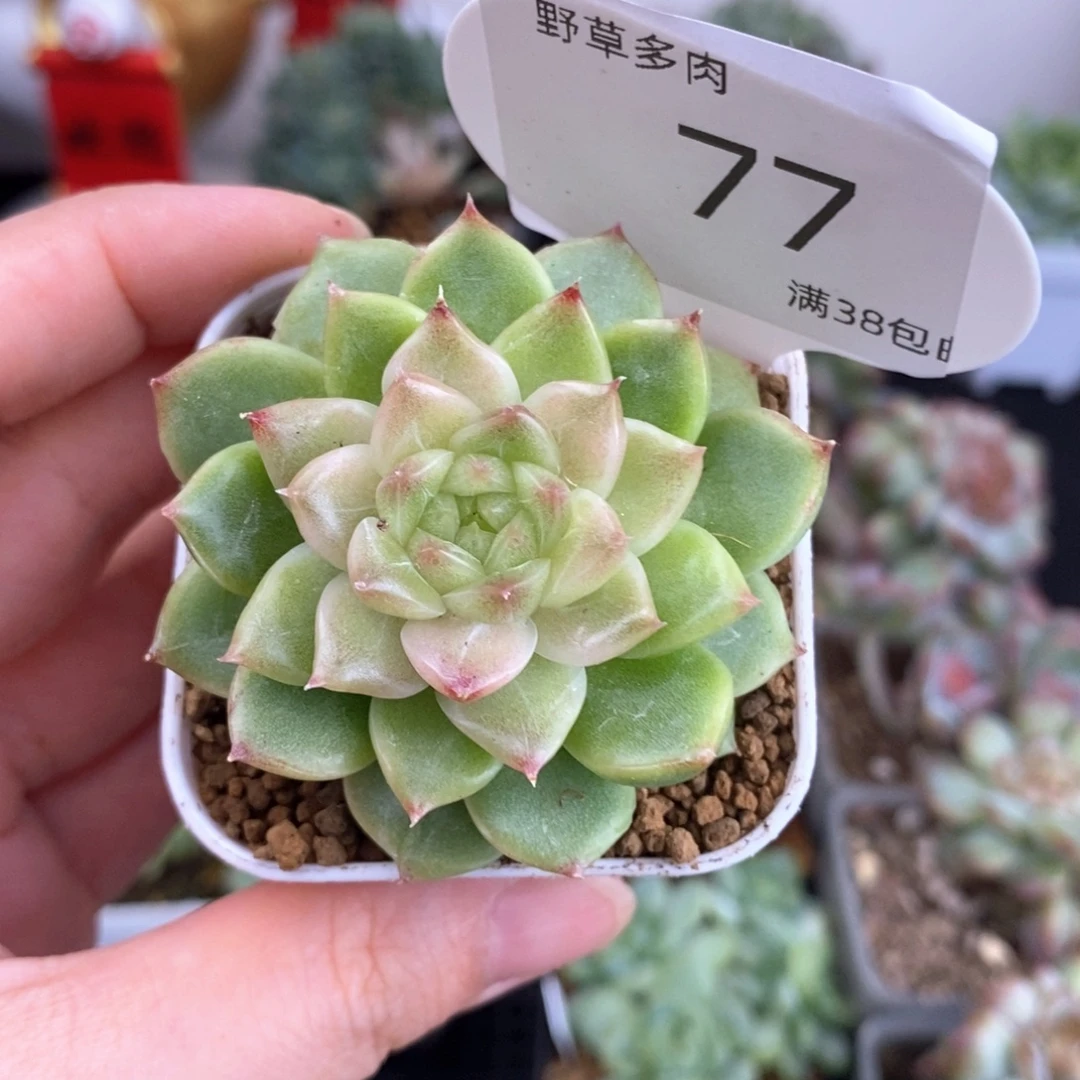 钻石冰麦77号福利一颗
