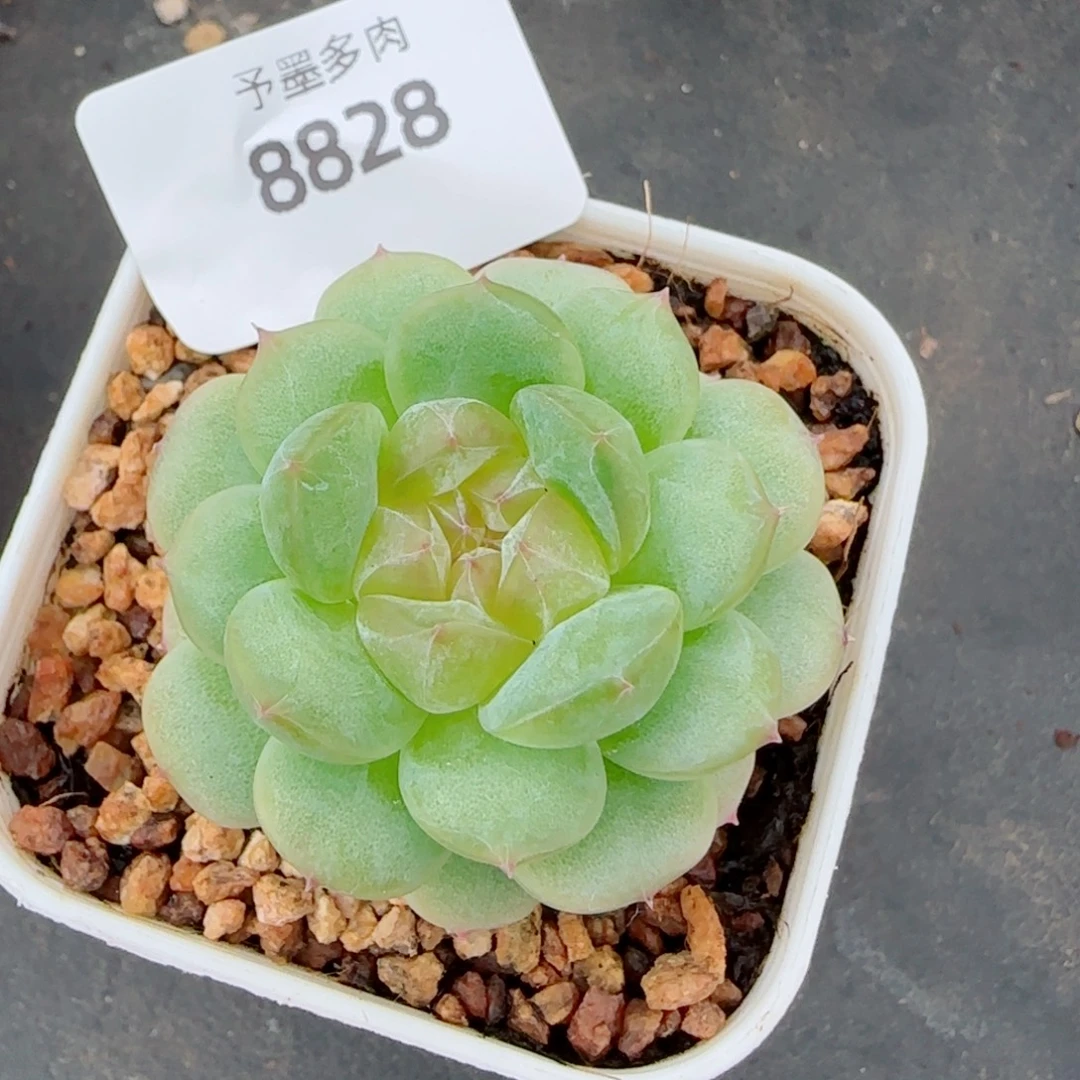 冷翠，8828多肉植物
