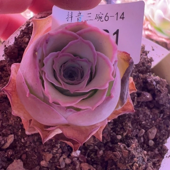 三碗421 黛嫣玫瑰