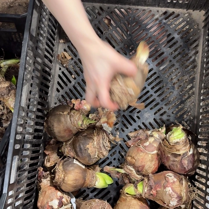 单瓣黑天鹅直径8cm花后烂心无售后