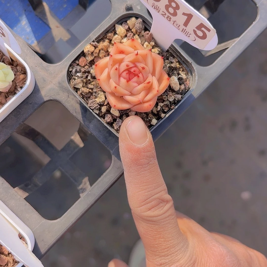 D815麦秆一物一一拍