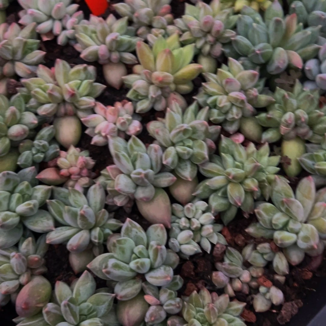 10颗大小不等大小不等