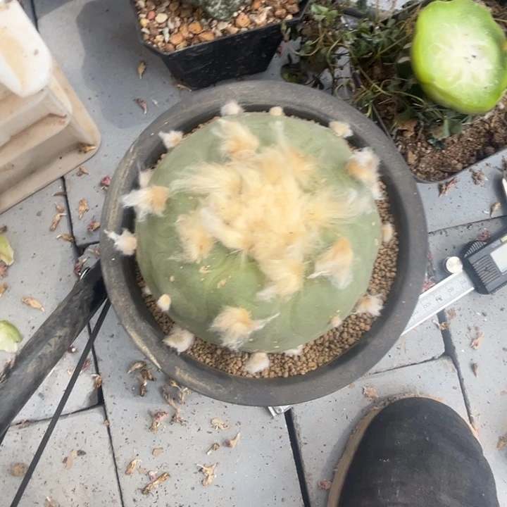 宝*云海翠实生仙人球