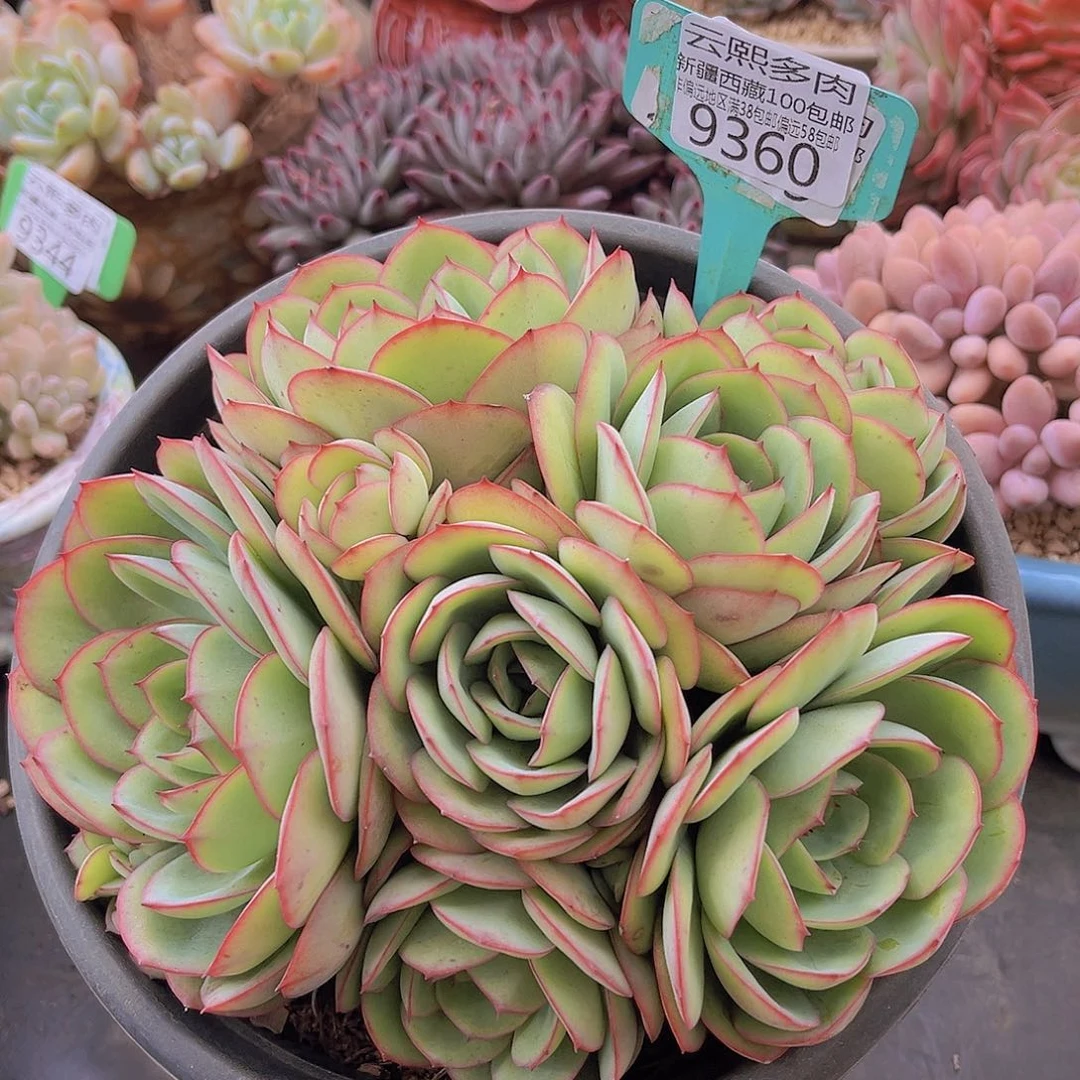 9360牡丹亭多肉植物