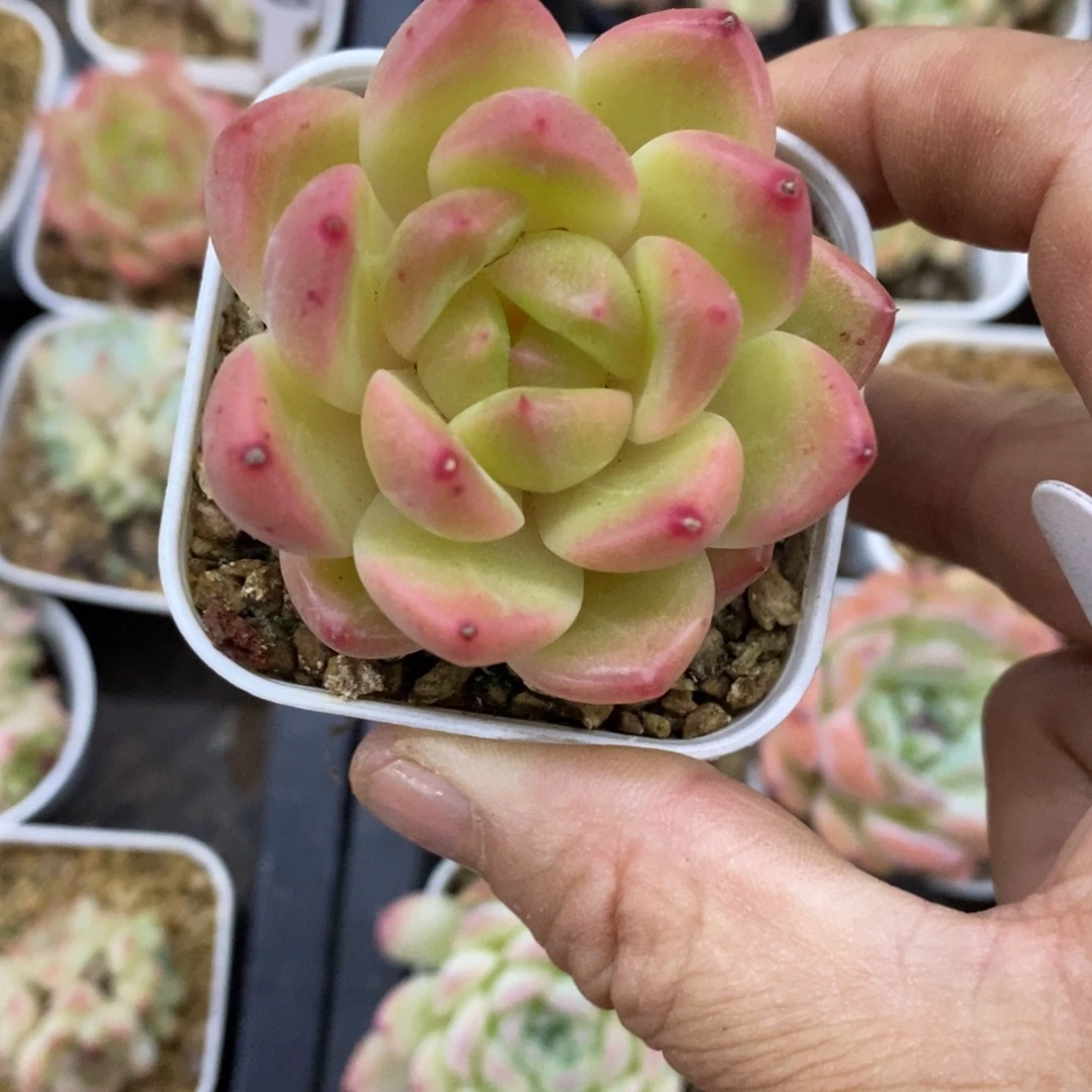 精品多肉一物一拍不包整124