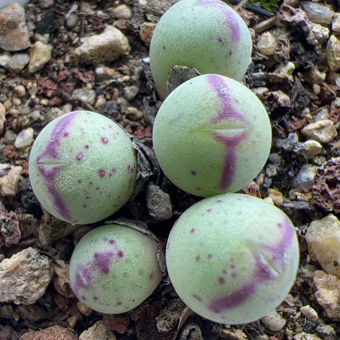 大家过年好22399