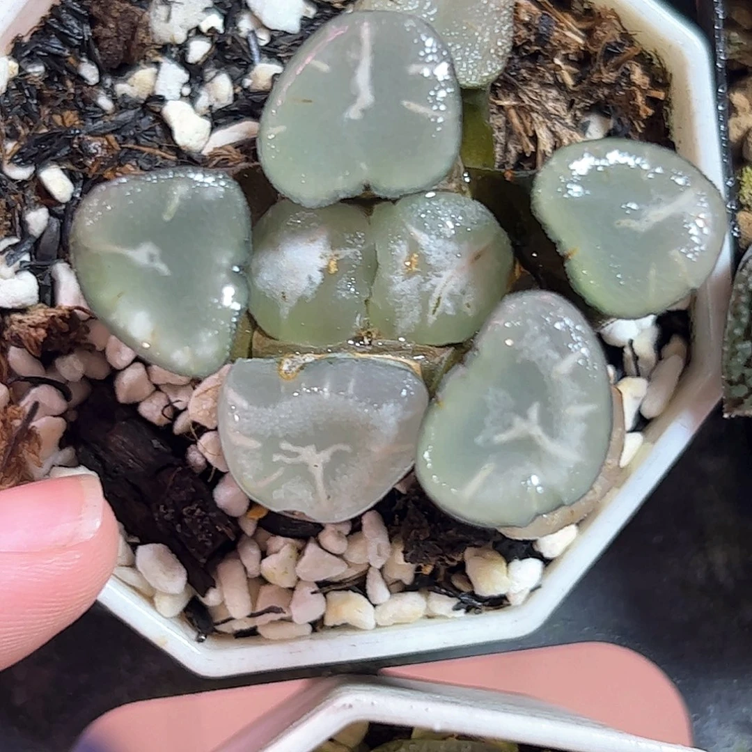 卡罗拉万象十二卷多肉