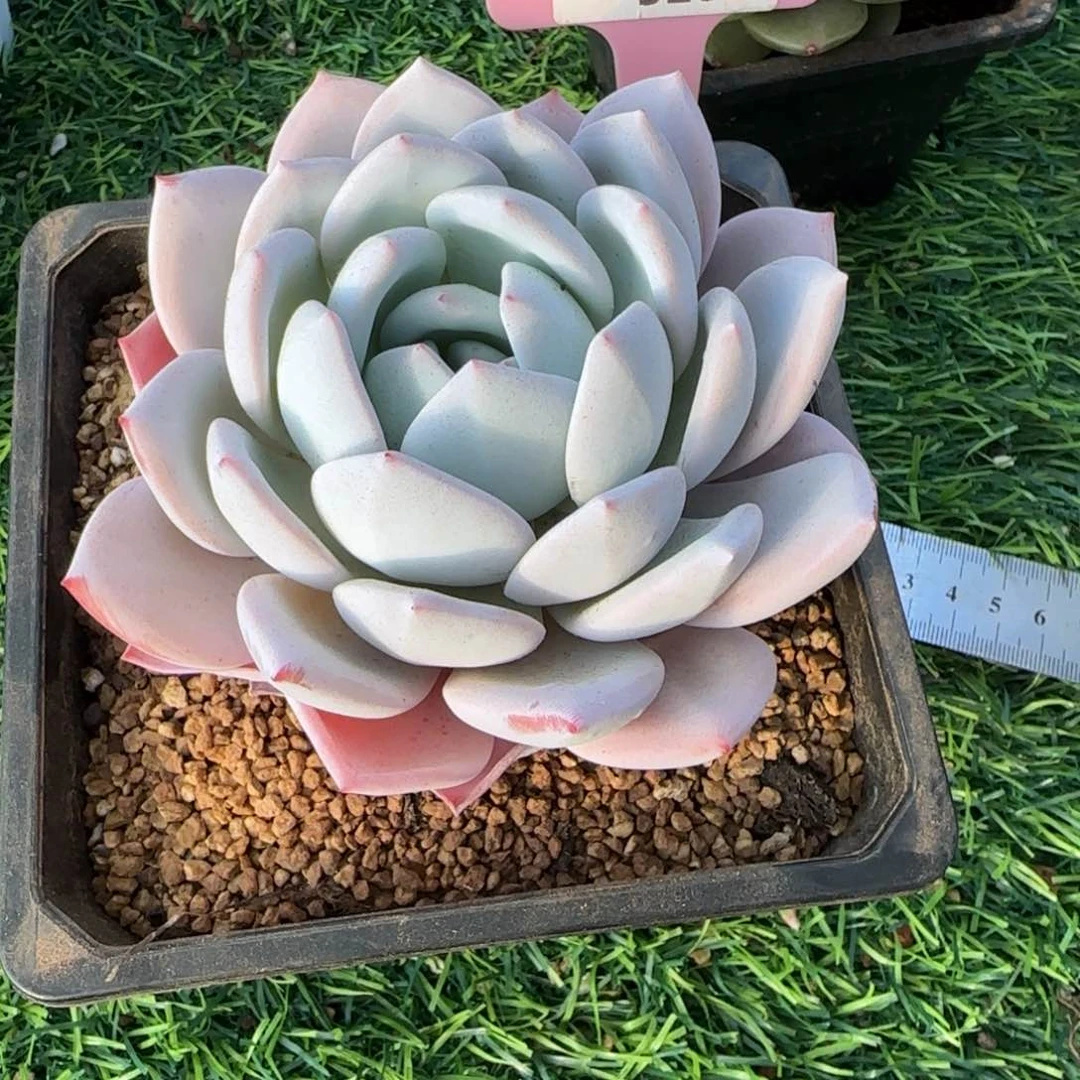 G***e锦安精品多肉植物320