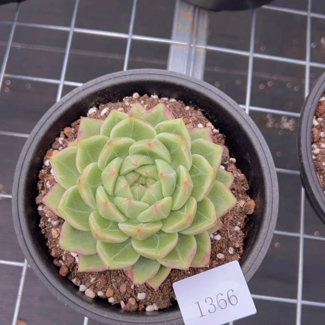 珍**前1366肉肉肉肉肉