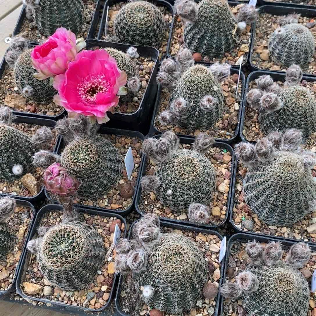 【闪购商品】粉红女郎25