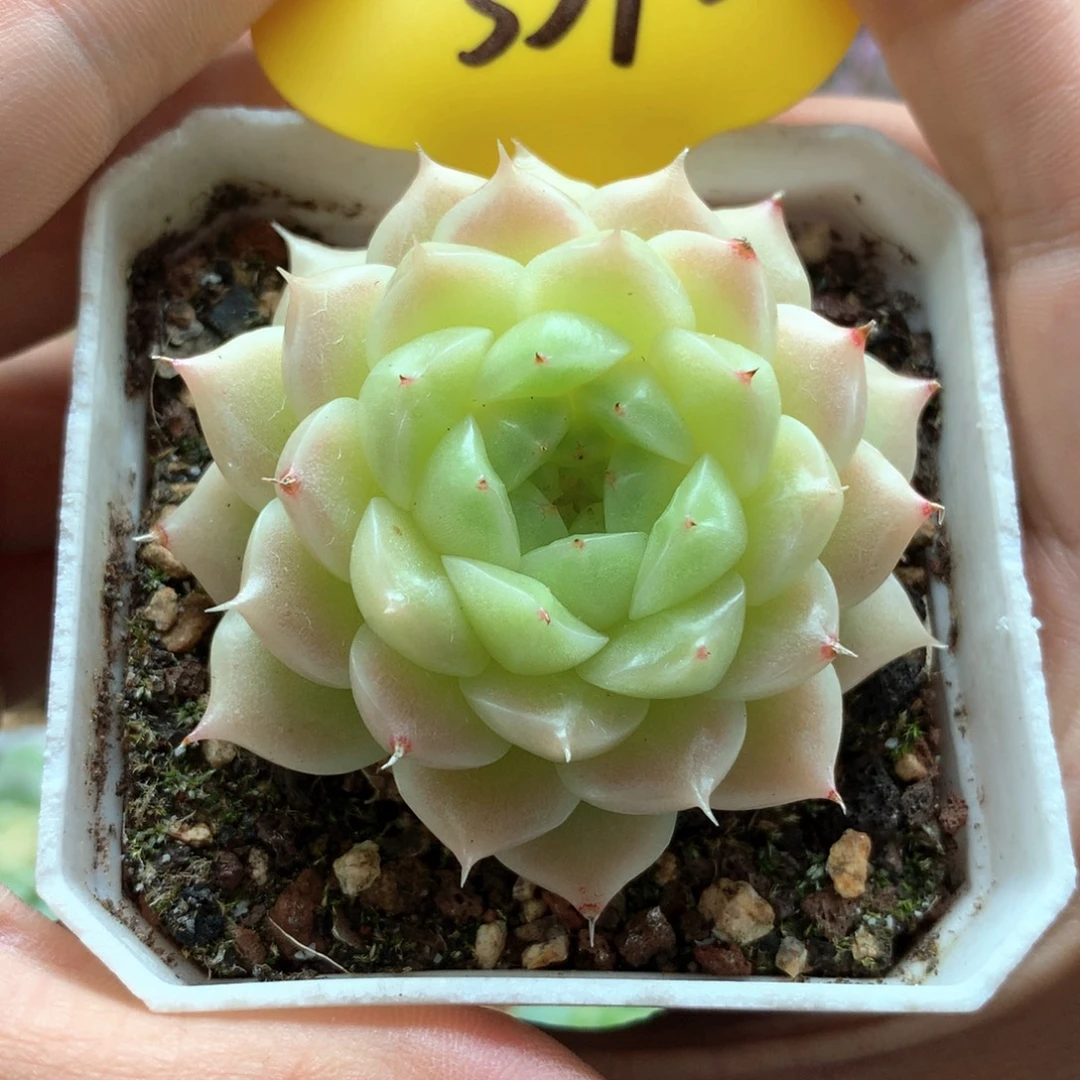 晶体珠光麦秆单头3398