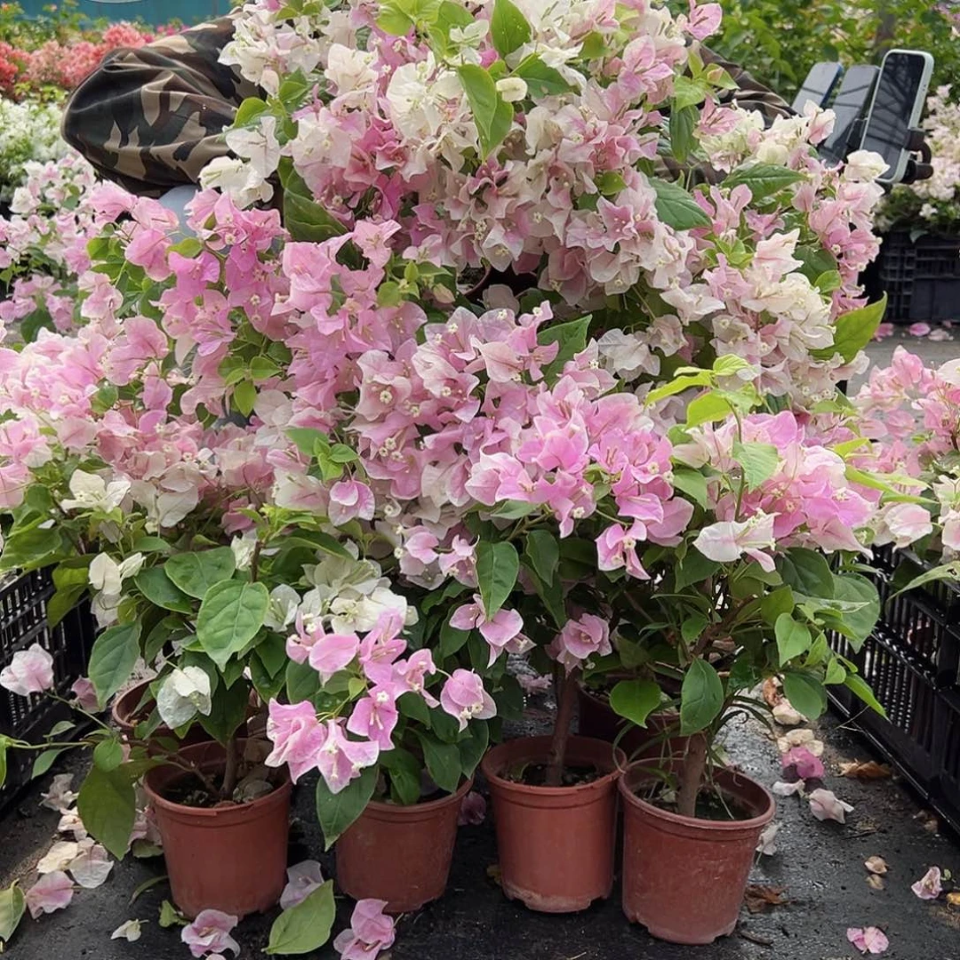 完全开放广红英掌中宝一颗