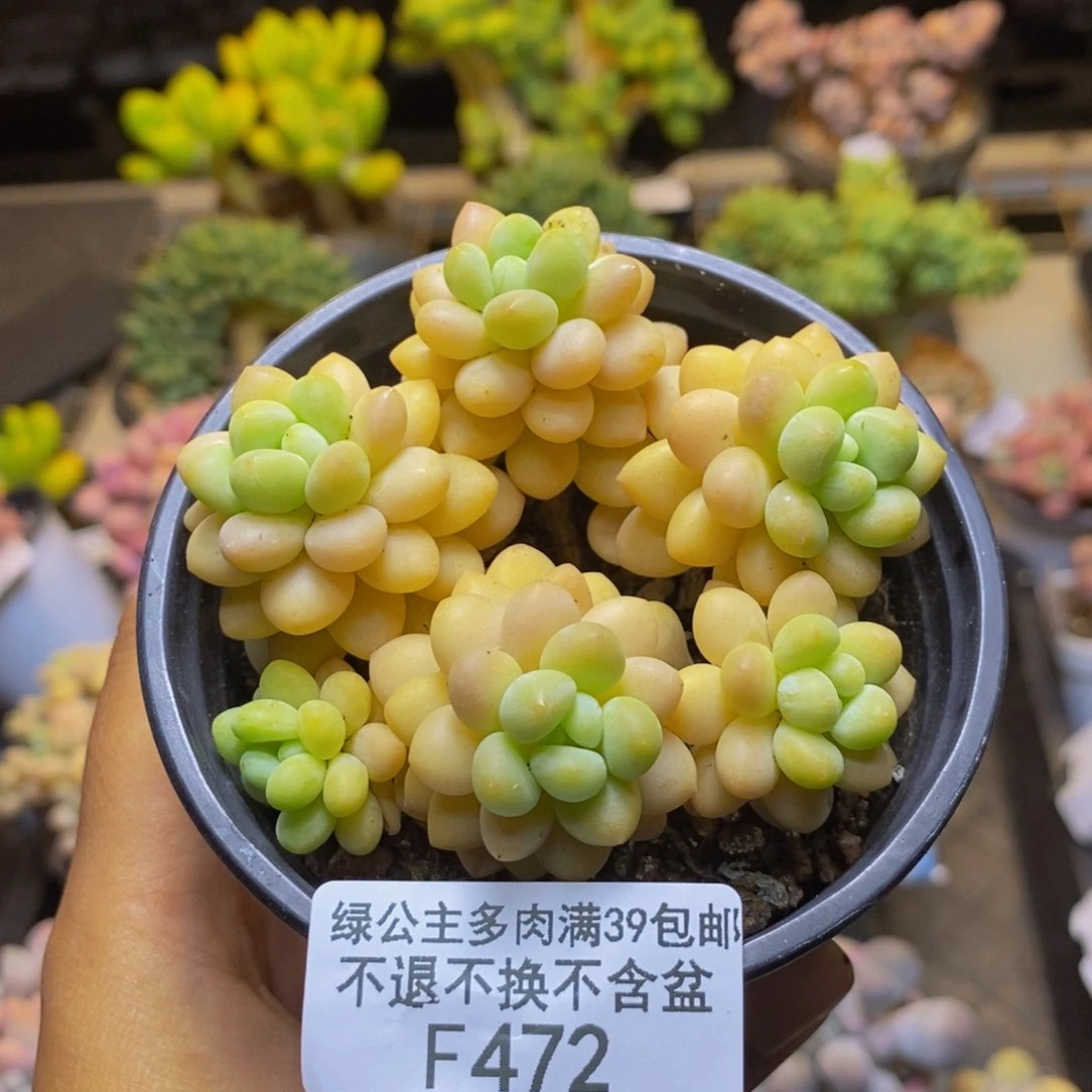 472洛可可多肉7c m