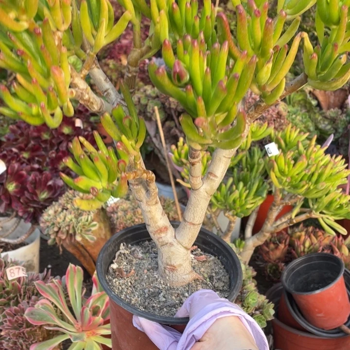 151吸财树多肉植物