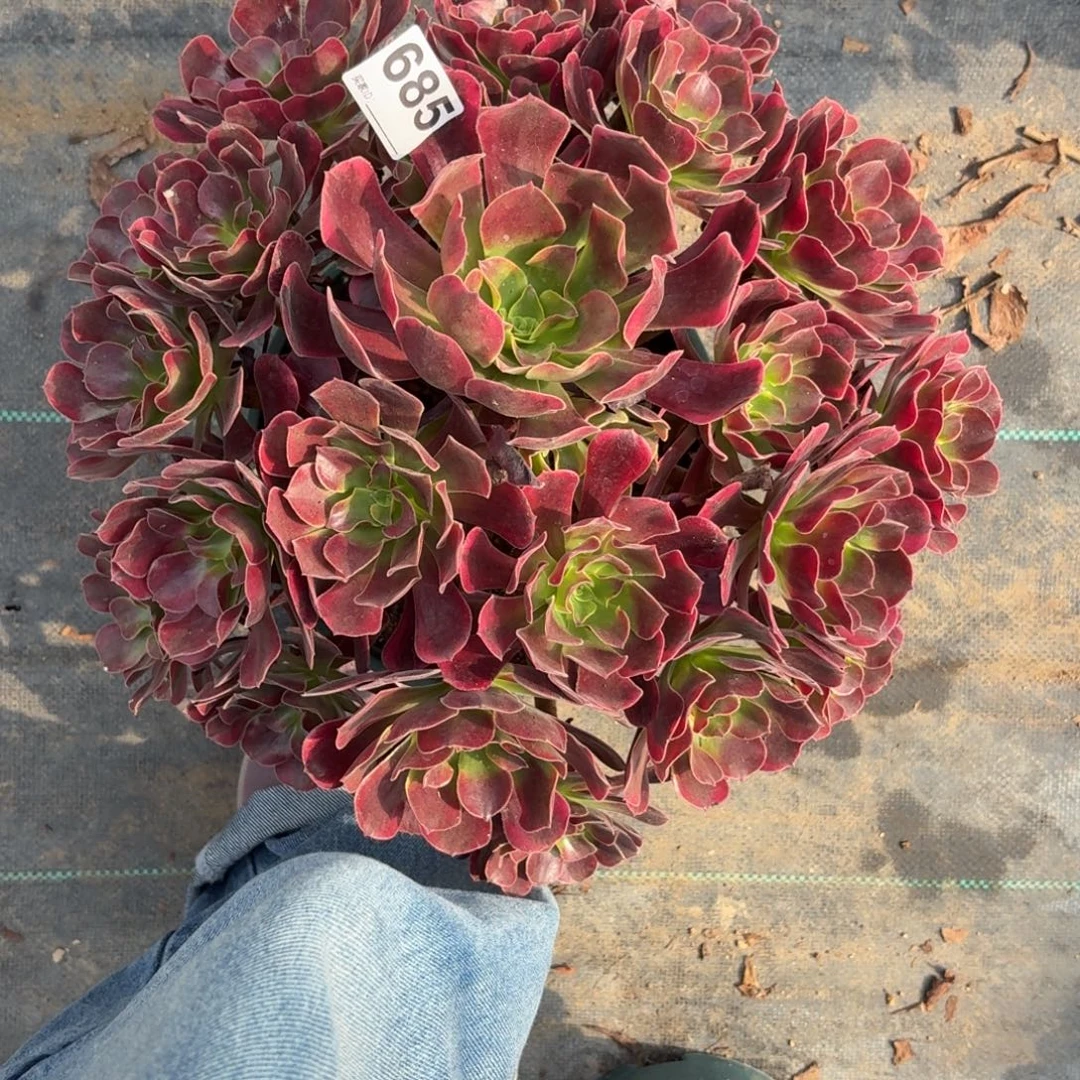 685超级大凤冠38676894498