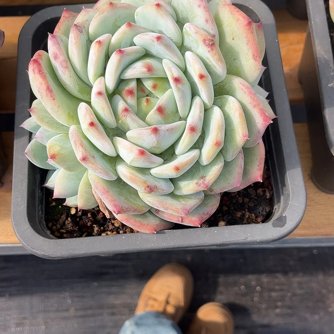 21白蜡糖。