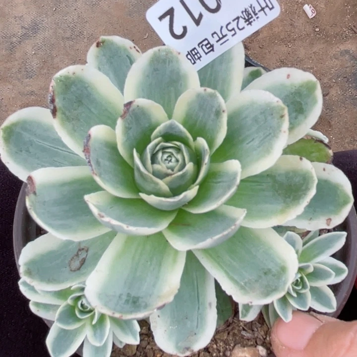 12山地玫瑰多肉12345678