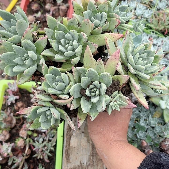 虫*哥仙女杯多肉植物