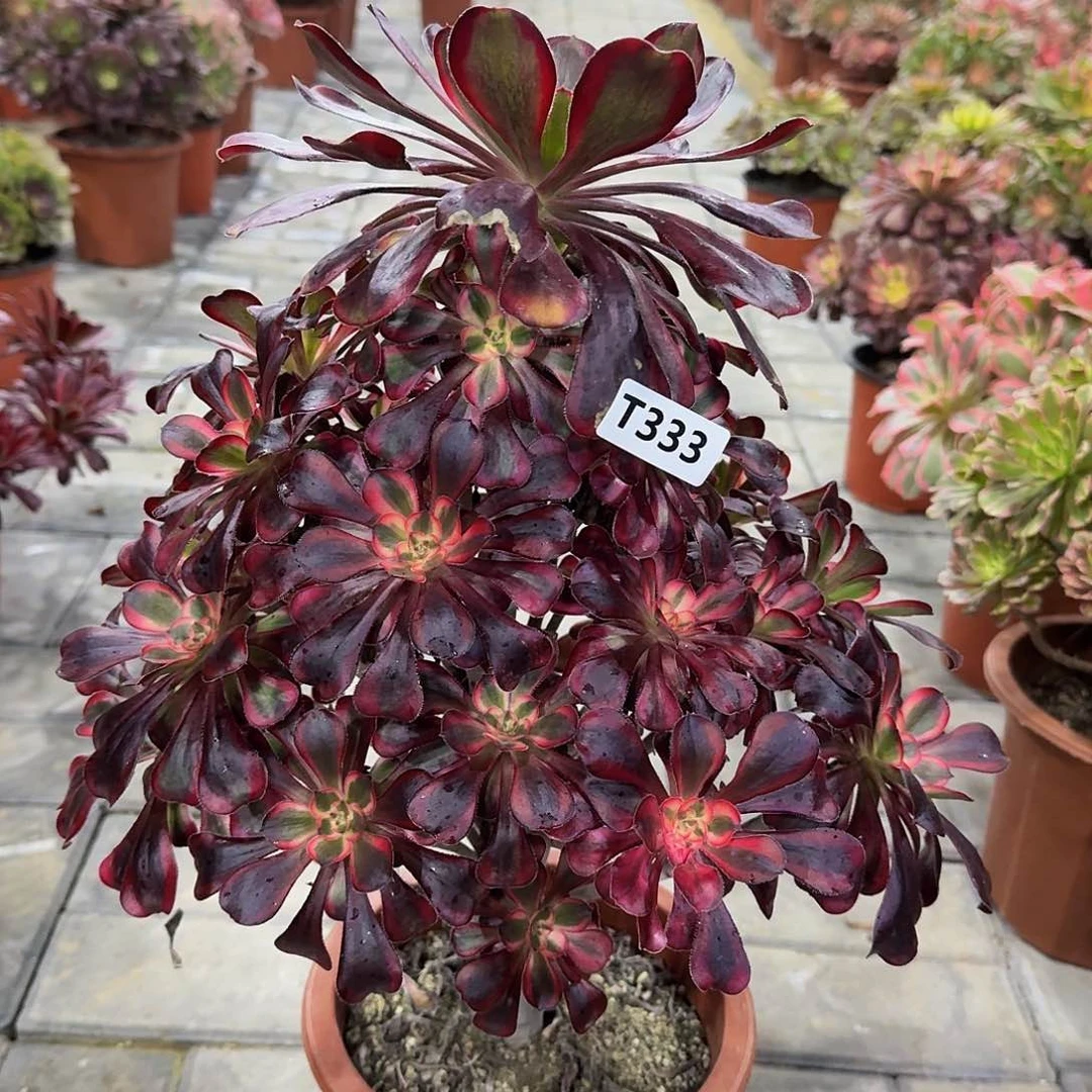 333香奈尔333冠服30左右