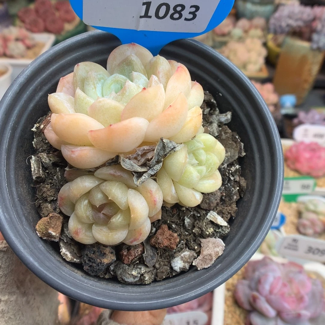 1083胖虎多肉植物