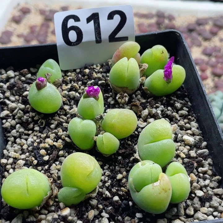 612毛翠滴带盆零下保温