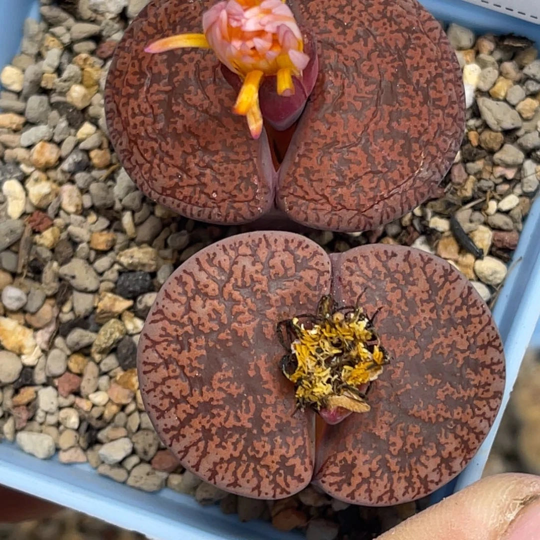 9616酒红紫薰2颗尺寸3.5