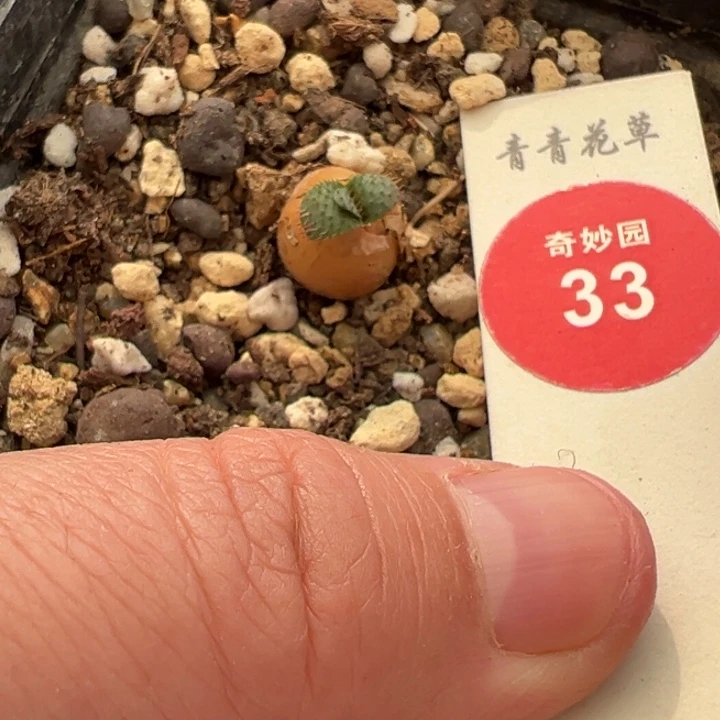 刺叶灯台百合一棵仙人球