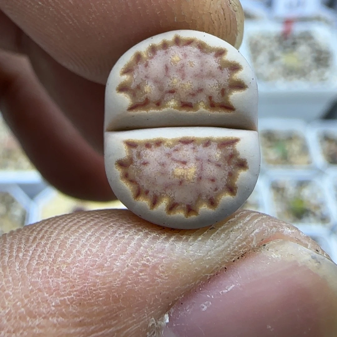 324 生石花大棚直播