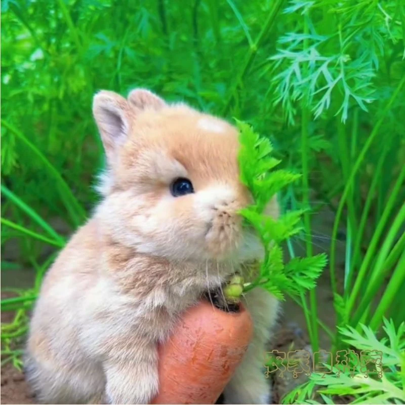胡萝卜樱子新鲜红萝卜缨兔子荷兰猪龙猫爱吃的红萝卜缨