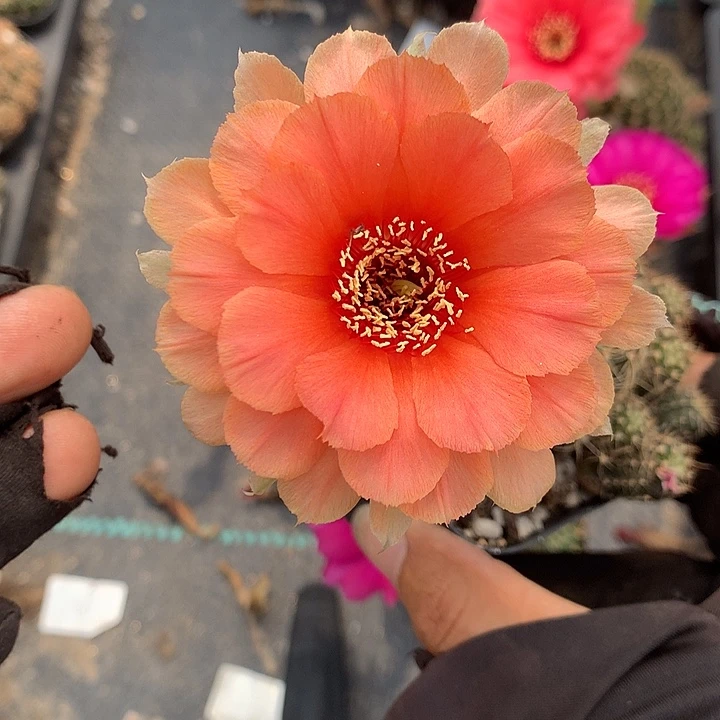 138 实生丽花6厘米盆