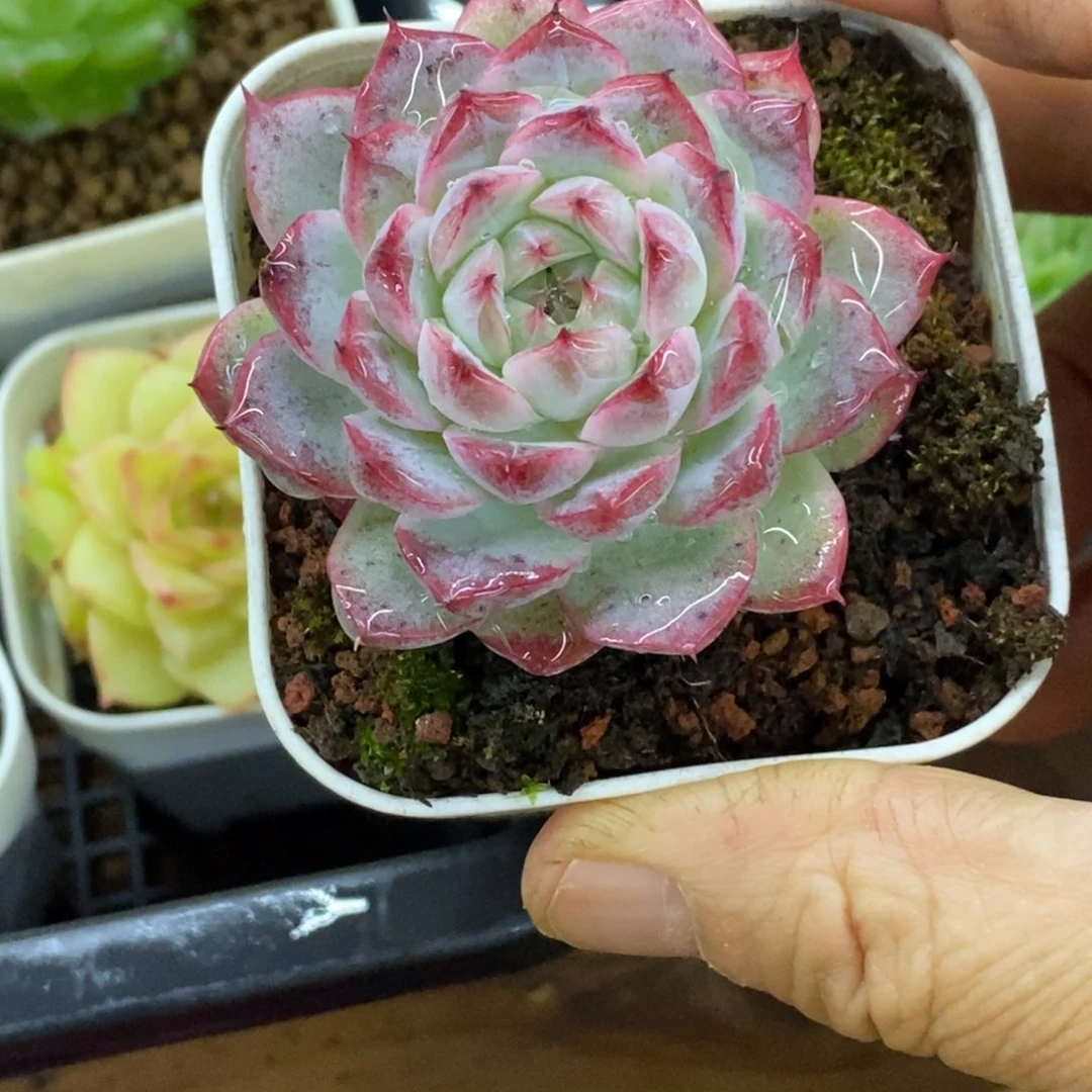 精品多肉一物一拍不包整131