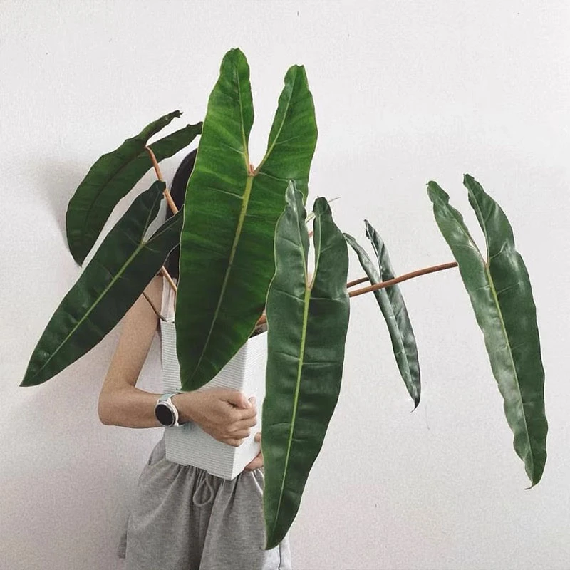 【植系初色】【蔓绿绒】橙柄蔓绿绒  幽灵飞机观叶植物盆栽阳台室内