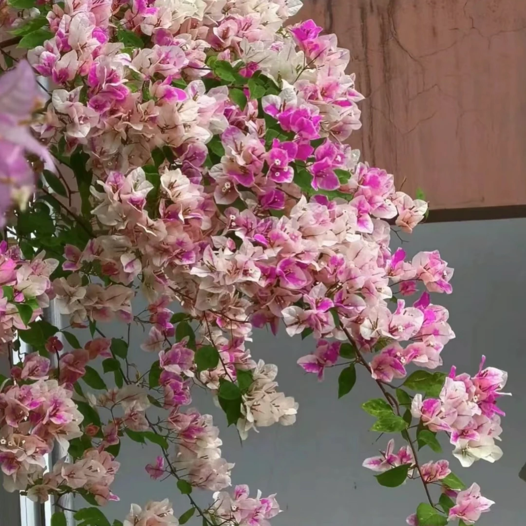 【漳红樱】百变花蝴蝶（运输过程掉花掉叶属于正常现象 介意勿拍 ）