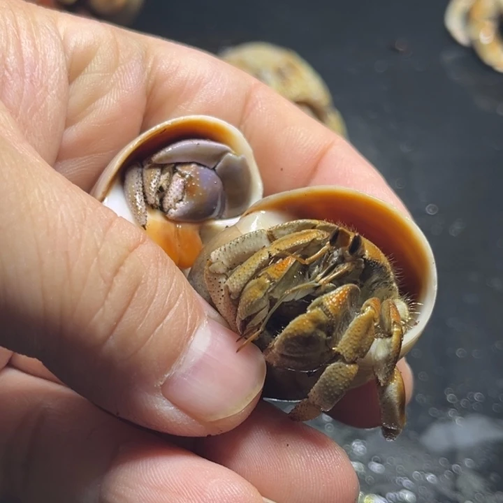 澳瓜两只2.0口径需要拍加热包