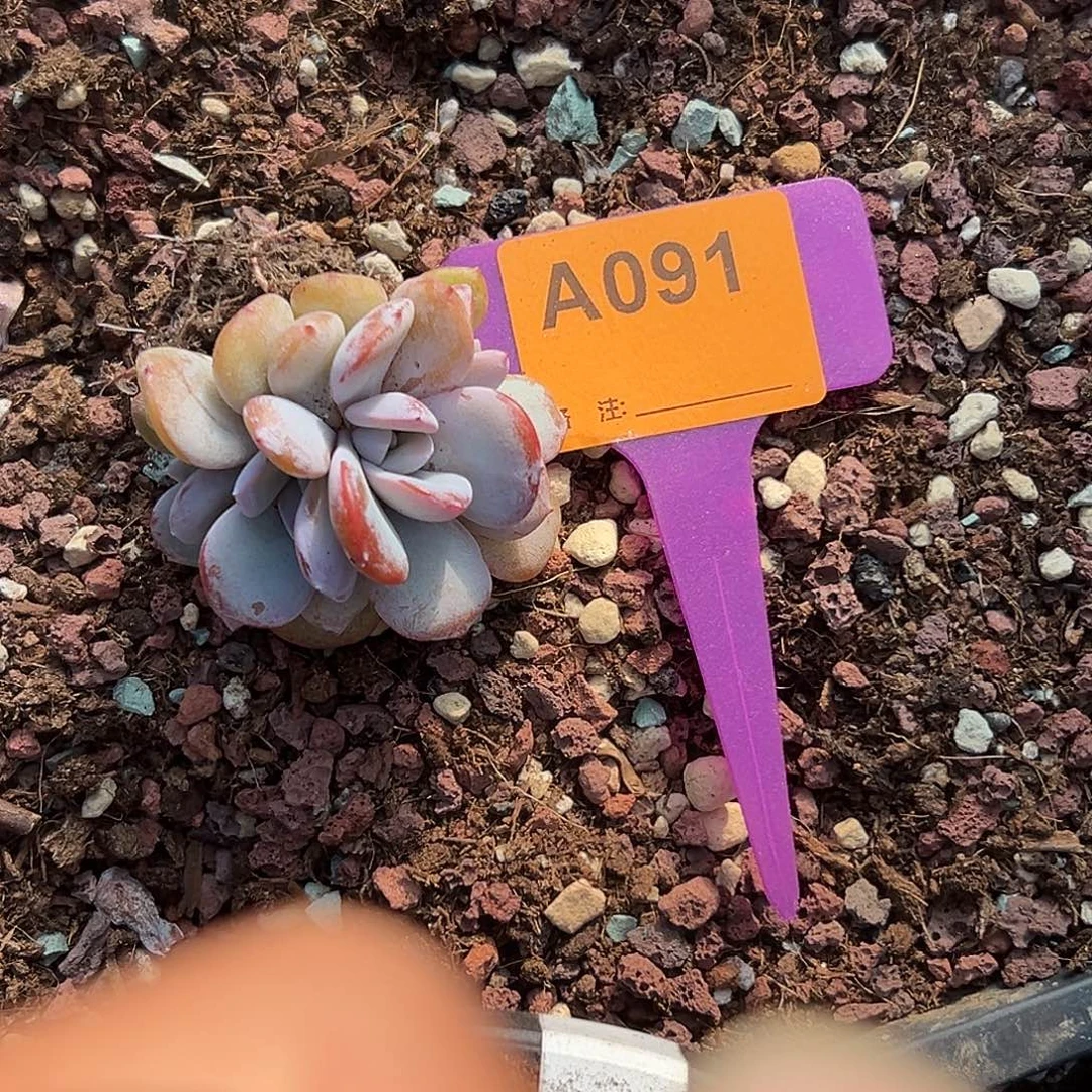 ****宝多肉植物一物一拍