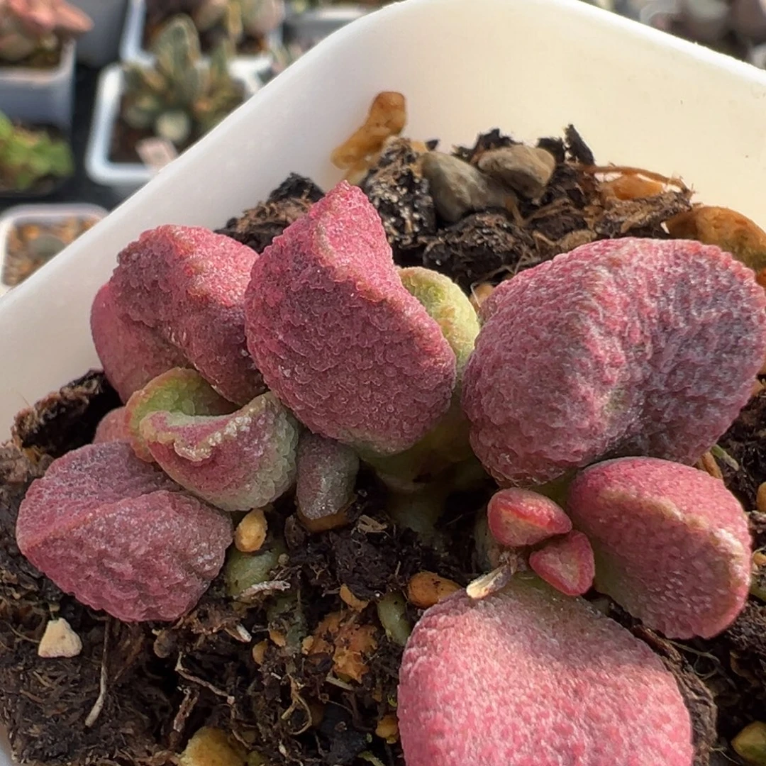 32夏娃老桩多头水泡