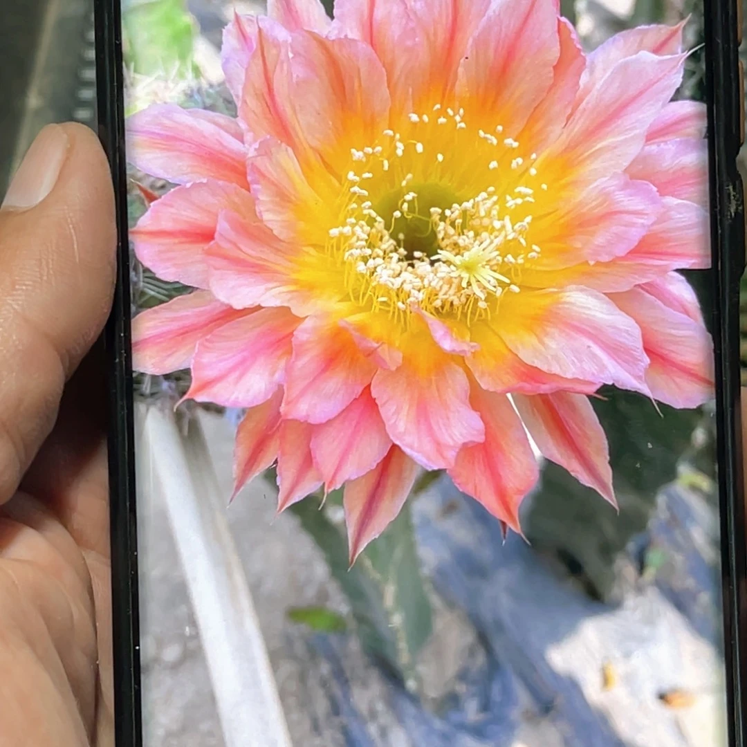 彩草 马丁 刺顶歪侧芽4–5公分