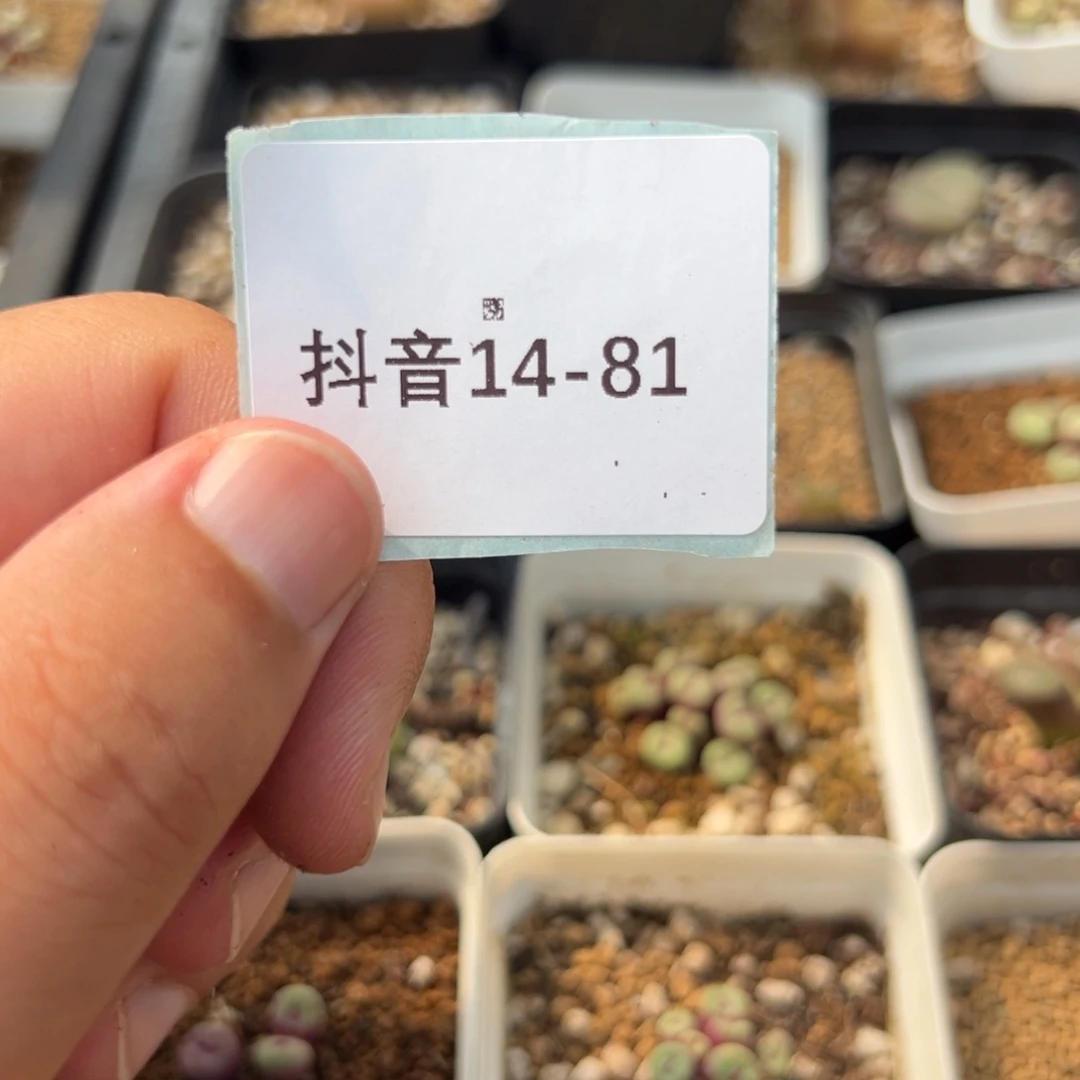 (****佩14-81朗古姆风铃多肉植物